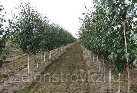 Студенттік порно тегін шоу