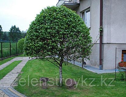 Бейресми жалаңаш атақтылар