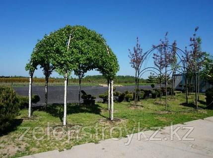 Жеке қайың ағаштары