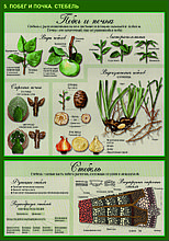Плакаты Растения, грибы, лишайники. Биология 6 класс