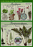 Плакаты Растения, грибы, лишайники. Биология 6 класс, фото 3
