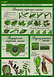 Плакаты Растения, грибы, лишайники. Биология 6 класс, фото 5