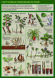 Плакаты Растения, грибы, лишайники. Биология 6 класс, фото 7