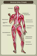 Б.19 Плакаты "Строение человека"
