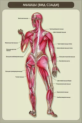 Анальды секс үшін кездесу