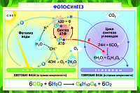 Б.20 Плакаты "Цитология.Генетика.Селекция. Биология 10-11 класс"