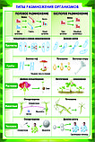 Плакаты "Цитология.Генетика.Селекция. Биология 10-11 класс", фото 4