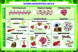 Плакаты "Цитология.Генетика.Селекция. Биология 10-11 класс", фото 7