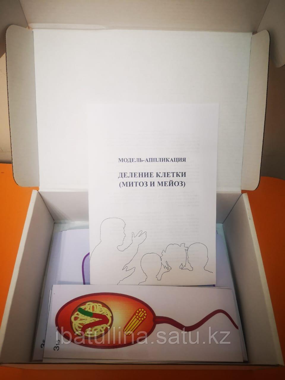 БМ.7 Модель аппликация. Деление клетки Митоз и Мейоз - фото 1 - id-p107587233