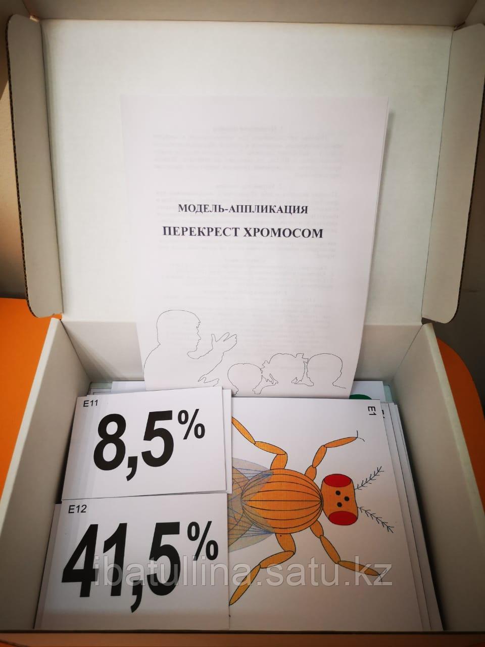 БМ.13 Модель аппликация. Перекрест хромосом - фото 1 - id-p107589300