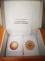 БМ.14 Модель аппликация. Размножение и развитие хордовых