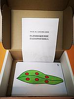 БМ.16 Модель аппликация. Размножение папоротника