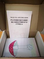 БМ.18 Модель аппликация. Размножение шляпочного гриба