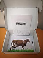 БМ.25 Модель аппликация. Цикл развития бычьего цепня