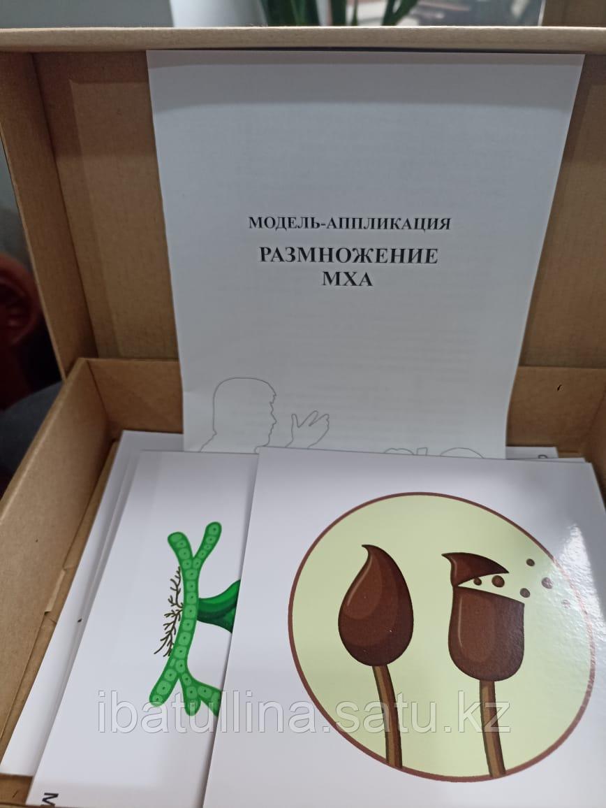 БМ.31 Модель аппликация. Размножение мха, фото 1