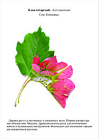 БГ.3 Гербарий Деревья и Кустарники