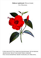 БГ.4 Гербарий. Дикорастущие растения