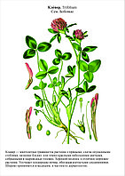 БГ.6 Гербарий «К курсу основ общей биологии»