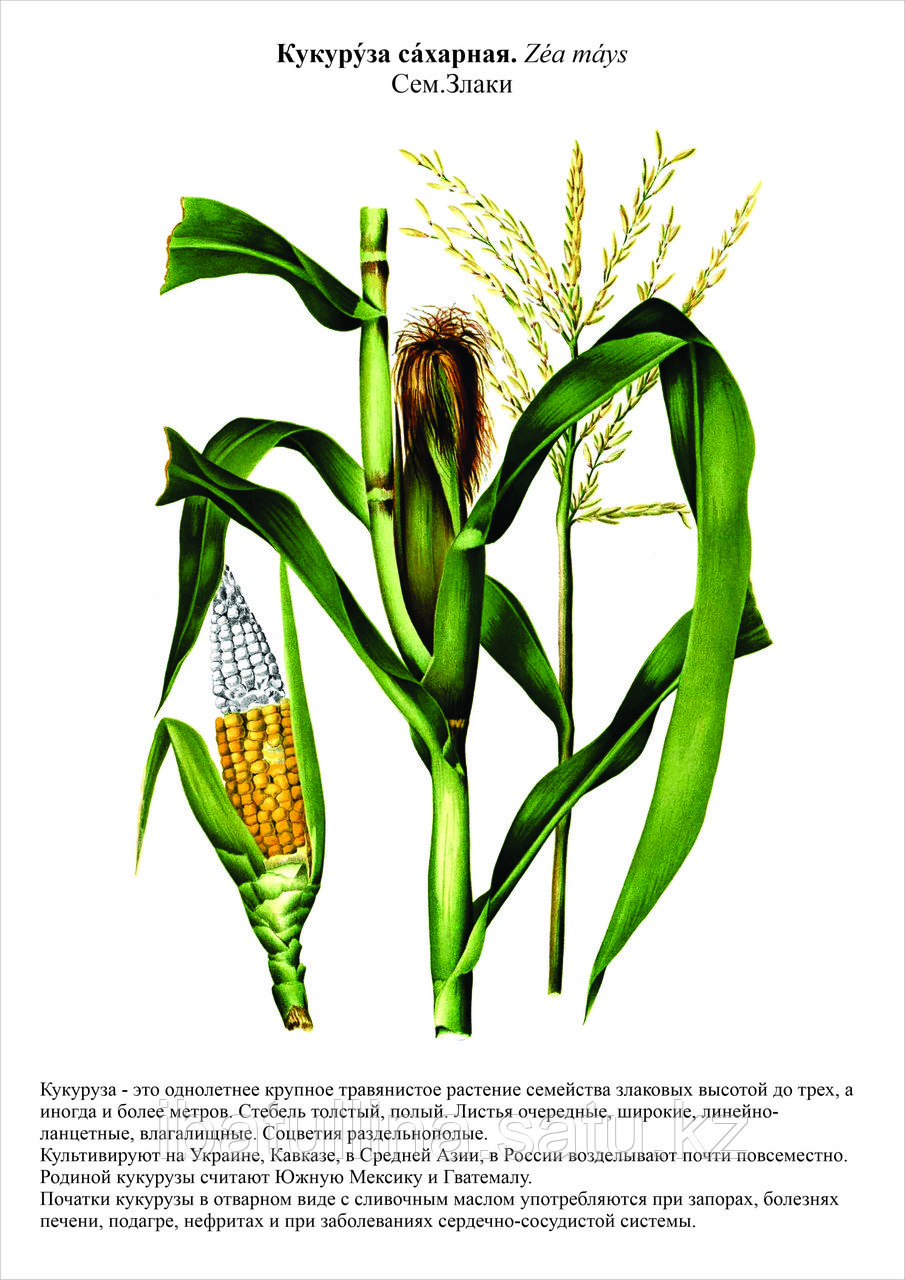 БГ.8 Гербарий Кормовые растения, фото 1