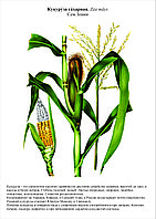 БГ.8 Гербарий Кормовые растения