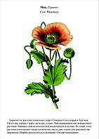 Гербарий Степные растения Казахстана