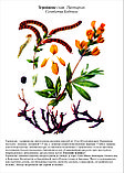 Гербарий Ядовитые растения, фото 3