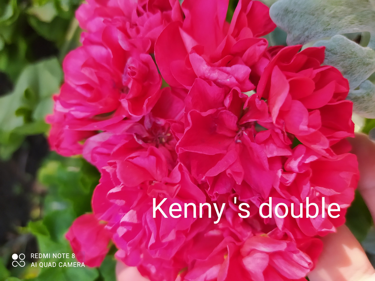 Пеларгония Kenny 's double