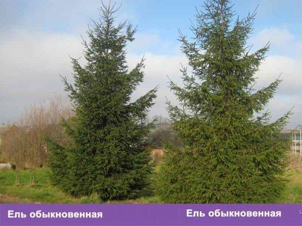 Деревья и кустарники холодостойкая, Закрытая корневая система, Ель голубая., фото 2