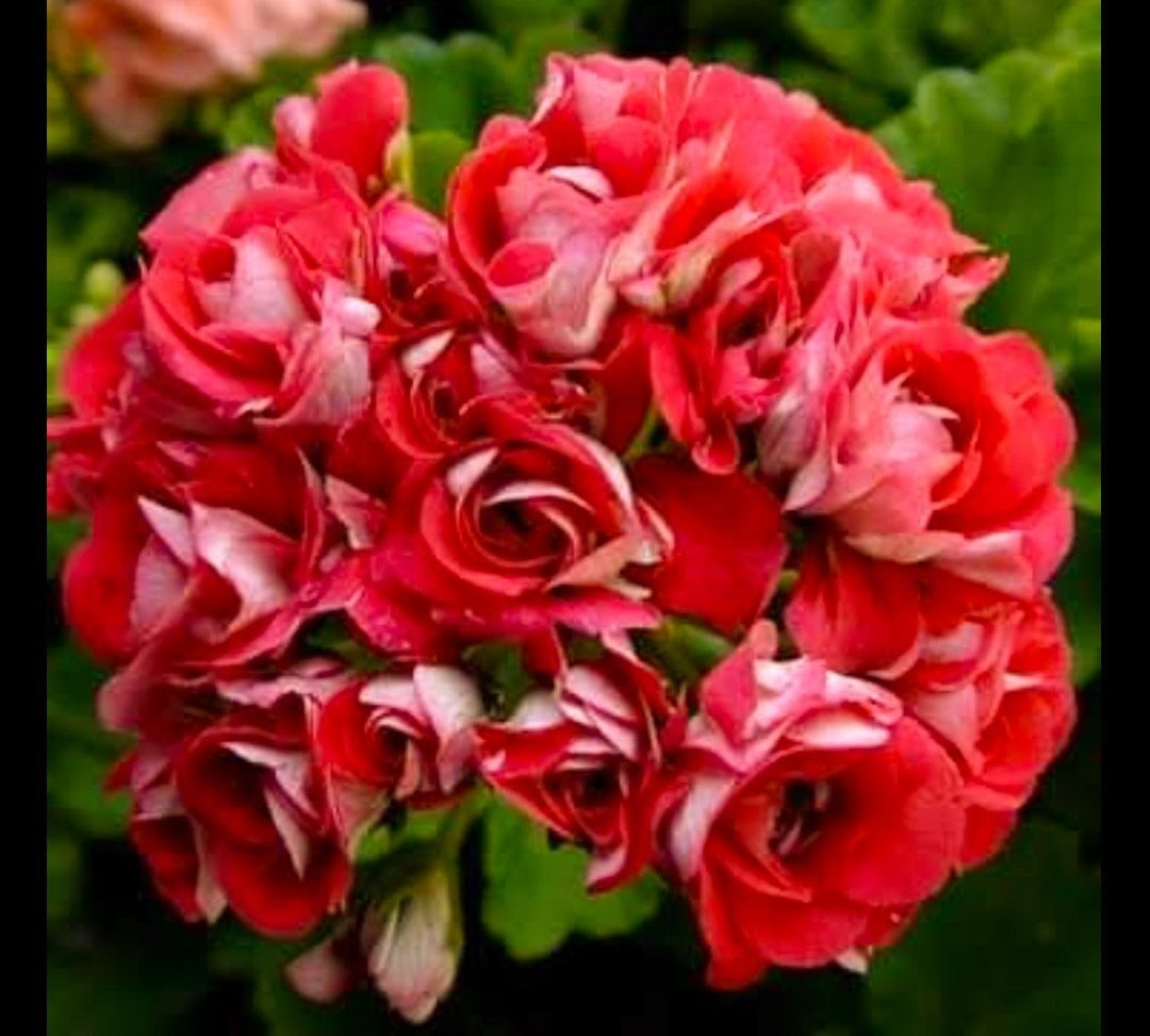 Пеларгония Supreme rosebud/растение в горшке - фото 1 - id-p75238914