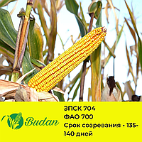 Кукуруза кормовая Budan (ЗПСК-704) ФАО 700