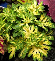 Колеус White fingers/укорененный черенок