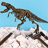 Раскопки динозавр / Набор "Раскопки. Брахиозавр", фото 6