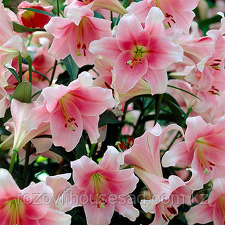 Тәжікстанның Исфара қаласындағы секс