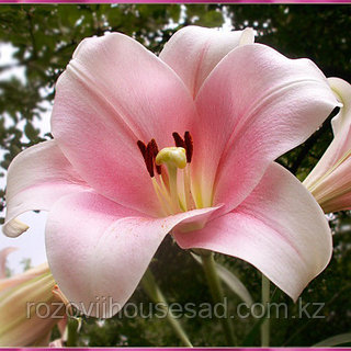 Үлкен анустарда блять