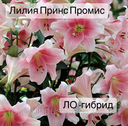 Теңіздегі порно актрисалар