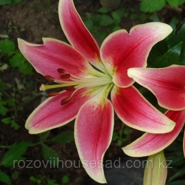 Памела Андерсонның эротикалық фотосуреттері