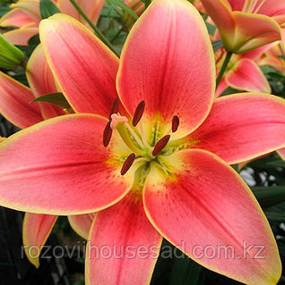 Барби қуыршақ порно фото видео