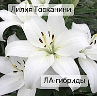 Лилия Тосканини