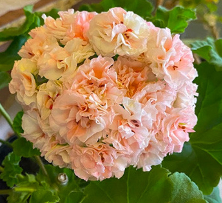 юв купидон пеларгония. черенки персикового авантюрина пеларгония. ес персиковый авантюрин. авантюрин персиковый. ес персиковый авантюрин пеларгония купить.