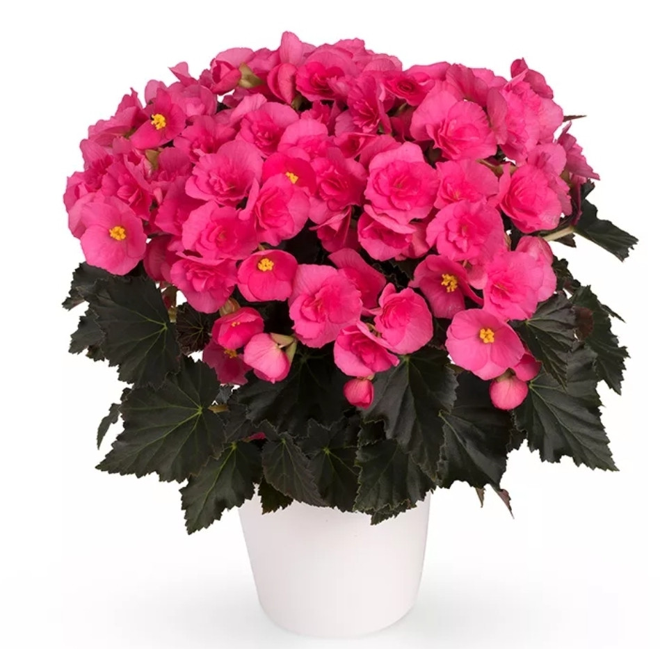 Elatior Adonia Pink №313 /подрощенное растение