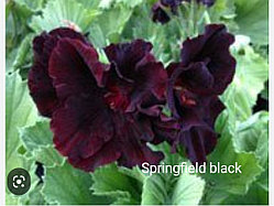 Королевская пеларгония Springfield black (укорененный черенок)