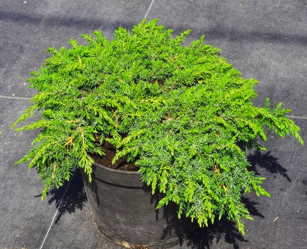 Можжевельник обыкновенный Грин Карпет / Juniperus communis 'Green ...