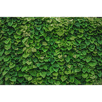 Фотобаннер, 300 × 200 см, с фотопечатью, люверсы шаг 1 м, «Зелёная стена»