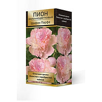 Пионы молочноцветковые и гибриды "Шифон парафе", 1 шт, р-р 2-3, Весна 2023