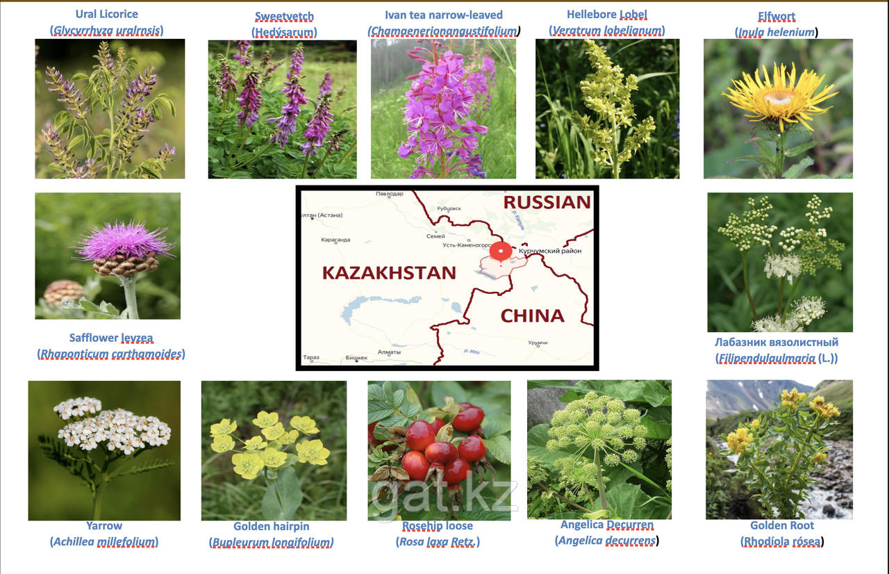 Invest project: Growing, Gathering, and Processing of Medicinal Crops in the East Kazakhstan Region.