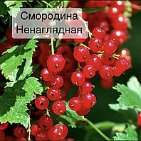 Красная Смородина Виксне Купить