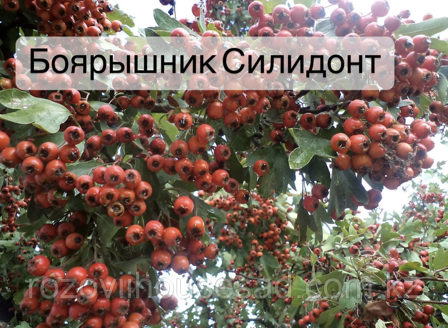 Силиконды дилдоны майлау үшін не қолдануға болады?