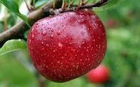 Отдушка Apple Red для мыла ручной работы с нуля 10 мл. DFB 17662