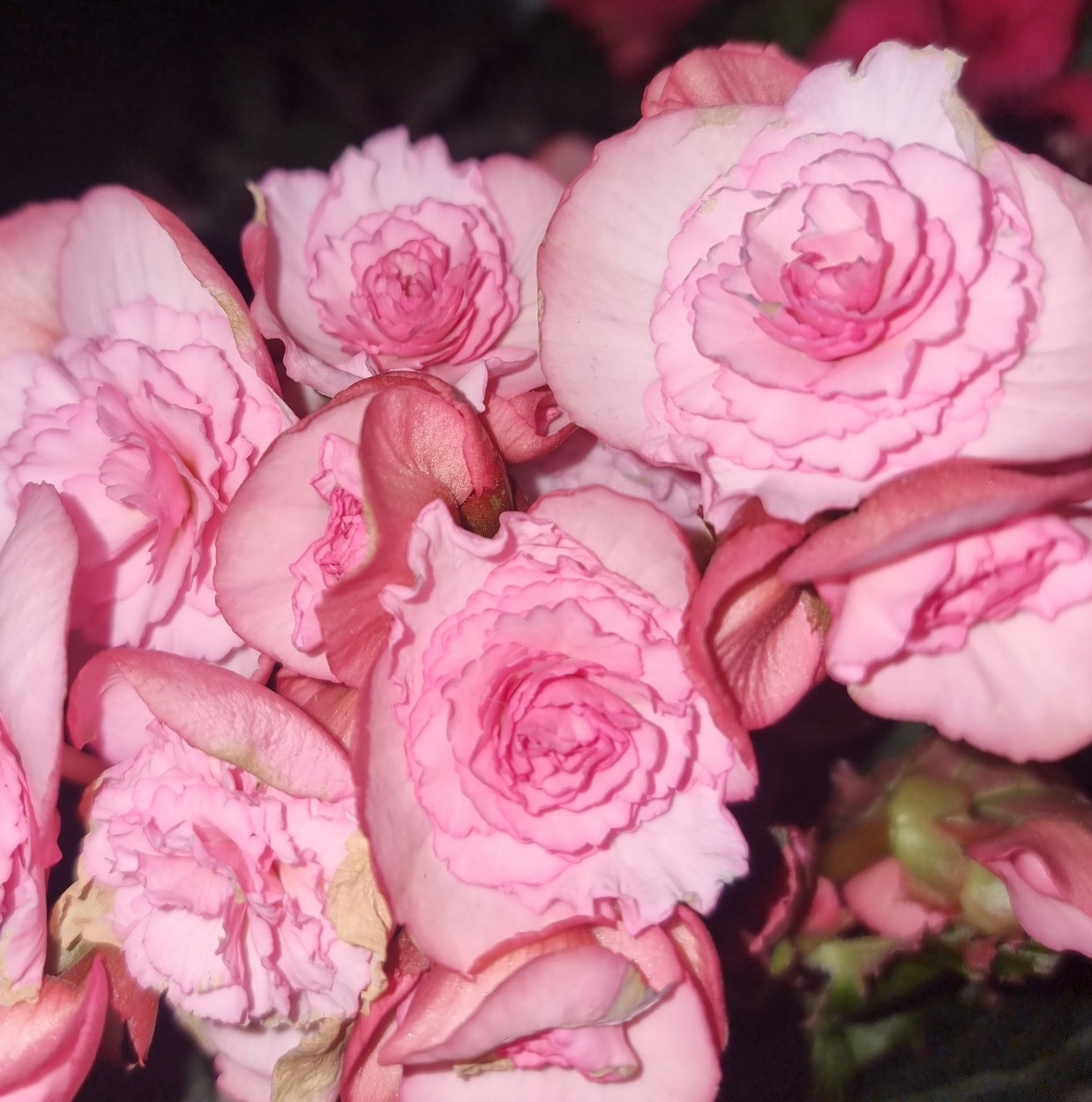 Elatior Joy Lighte Pink №341 / взрослое цветущее растение