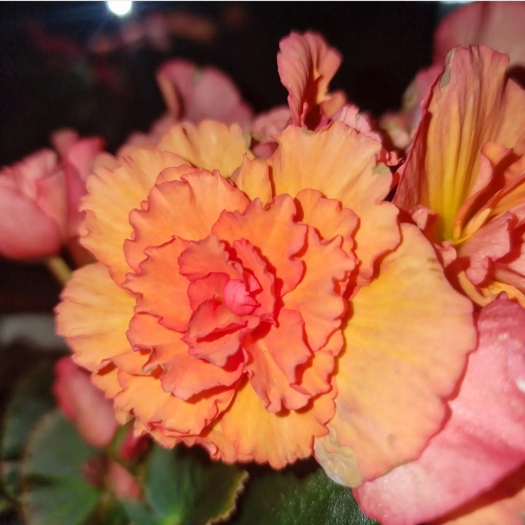 Elatior Joy Orange № 340 / укор.черенок